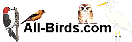 all-birds