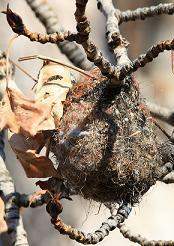 Bullock's oriole nest
