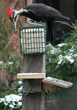 pileated woodpecker at feeder