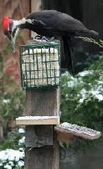 Pileated wooodpecker