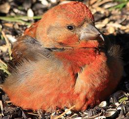Red crossbill male