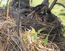 American Robn nest