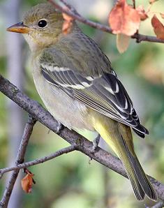 western tanager female
