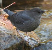 Water Ouzels