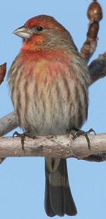 Finch male
