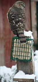 hawk at feeder