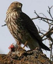 hawk with prey
