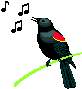 Song Bird