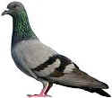 rock-pigeon