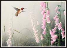 Hummingbird posters