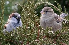 House Sparrow male & female