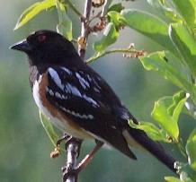 spotted towhee male
