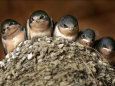 Barn-swallow-young