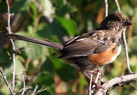spotted towhee female