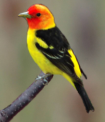 western tanager male