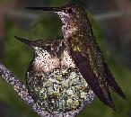 Hummingbird and young