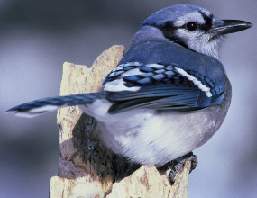 Blue Jay