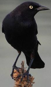 Brewer's blackbird