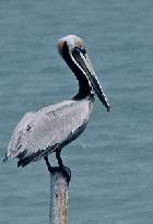 Pelican