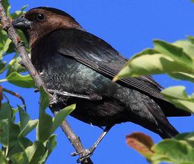 brown headed cowbird