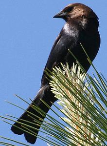 brown headed cowbird