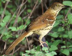 Brown Thrasher