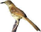 Brown Thrasher