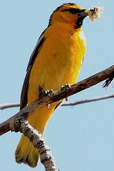 Bullocks Oriole