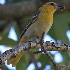 Bullock's oriole female