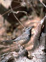 Cactus Wren