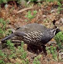 Quail