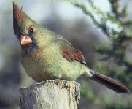 Norther Cardinal female