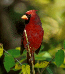 Norther Cardinal male
