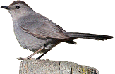 Catbird