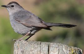 catbird