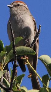 Chipping sparrow