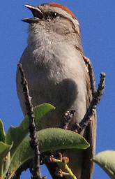 chipping sparrow