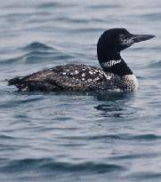 Loon