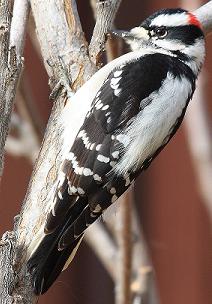 Downy Woodpecker