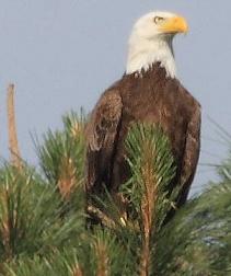 Bald Eagle