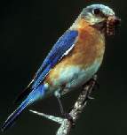 Eastern Bluebird