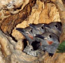 Northern Flicker young