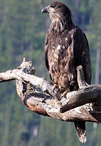 Golden Eagle