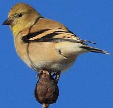 American Goldfinch