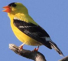 Goldfinch