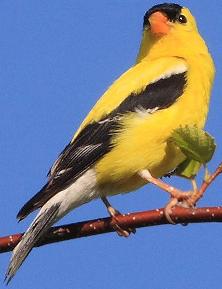 American Goldfinch