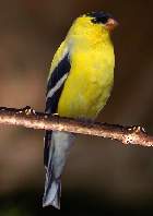 goldfinch