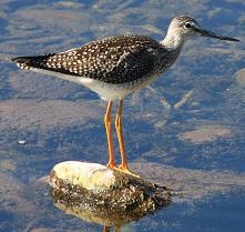 Yellowlegs