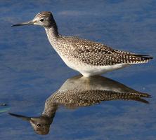 Yellowlegs