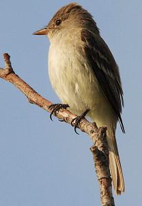 belted kingfisher